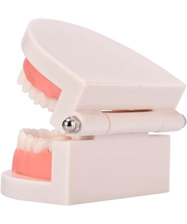 Standard Teeth Model | Tooth Models for Teaching Kids - Important Brushing Teaching Teeth Model Tool and Children Fulenyi - Buy Online on GoSupps.com