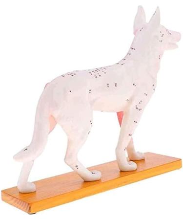Nicfaky Anatomical Dog Model Acupuncture Anatomy Acupuncture Point Model of the Dog Body with 72 Acupuncture Points Study Model - Buy Online on GoSupps.com