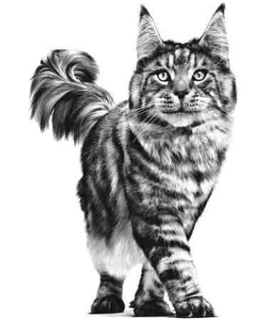 Royal Canin Veterinary Satiety Weight Management Cat Food 3.5 kg - Diet Formula for Low Energy Cats - Buy Online on GoSupps.com