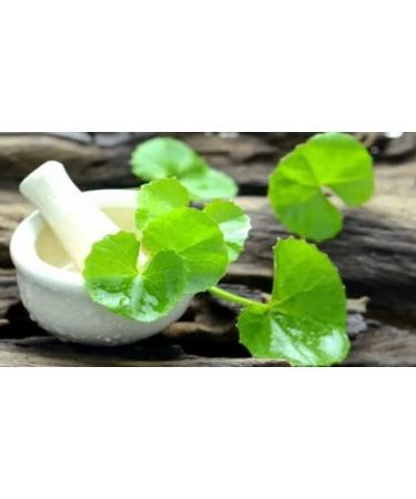 Bacopa gotukola water/hyssop Gotu Kola powder 100g organic Brahmi Centella asiatica vallarai Asiatic pennywort Vallarai Keerai natural - Buy Online on GoSupps.com