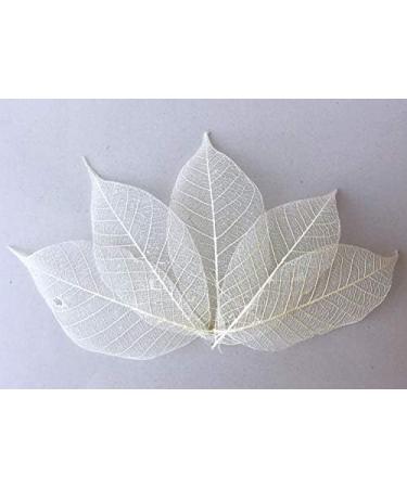 100 Pcs Small Skeleton Leaves - Natural Dried Rubber Tree Leaves for Craft, Scrapbook, DIY Wedding Card - Mini Skeleton Leaves - Buy Online on GoSupps.com