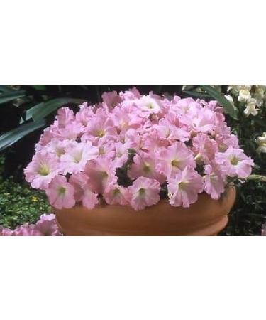 Buy 50 Semi-Pelleted Petunia Celebrity Chiffon Morn - International Shipping Available - Buy Online on GoSupps.com