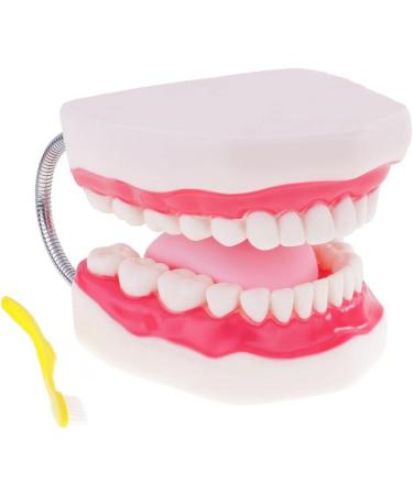 6x Magnification Dental Care Model - Mouth Teeth & Tongue with Toothbrush | Enhance Dental Education & Hygiene - Buy Online on GoSupps.com