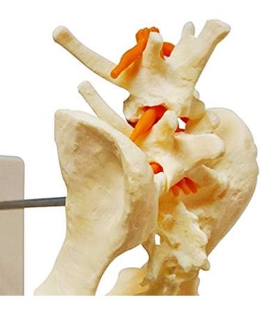 Dog Hip Joint Skeleton Medical Model - Canine Dog Lumbar Vertebra Hip Joint with Femur Model - for Veterinary Teaching Medical Model - Buy Online on GoSupps.com