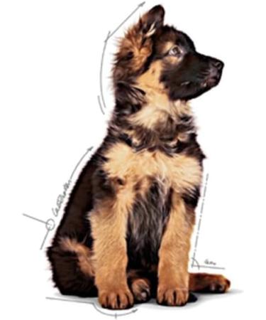 Royal Canin Maxi Puppy in Gravy Wet Food (10 x 140g Pouches) - Buy Online on GoSupps.com