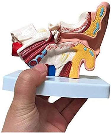 Human Ear Model - 1.5 Times The Human Ear Size Model Anatomy Organ Medical Tool - Buy Online on GoSupps.com