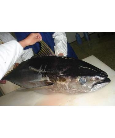 WENXUANSU:Canned tuna fish 12 cans total net weight 2220 grams (185gX12 tins) - Buy Online on GoSupps.com