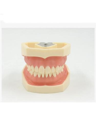 ZCbyBT Toothoral Model - 28 Screws for Fixing Teeth & Removable Gums | Ideal for Practical Operations & Demonstration Lessons - International Shipping Available - Buy Online on GoSupps.com