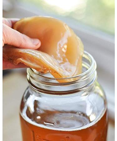 Organic Kombucha Scoby - Live Culture by Dpnamron
