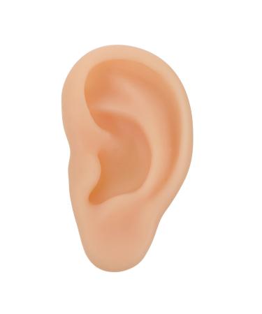 Beavorty 1pc Ear Training Ear Model Ear Presentation Model Human Ear Model Simulation Left Ear Model Ear Model for Teaching Ear Model Teaching Model