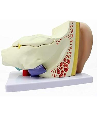 Human Body Human Ear Model Structure of OTO Rhino External Ear Middle Ear Ear Internal Auditory System Anatomy Teaching Accessories - Buy Online on GoSupps.com