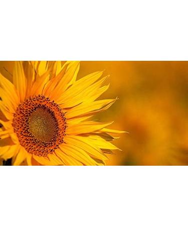 Indigo Herbs Sunflower Seed Protein 500g - Buy Online on GoSupps.com