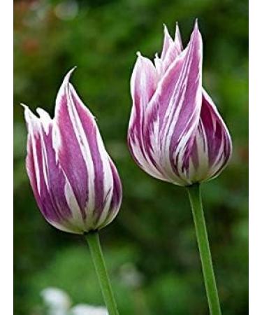 2 PcsTulip Flower bulbs Seeds Ball Flowers symbolizes Love gesneriana Plants for Home Garden Decoration 2 Purple White Tulip - Buy Online on GoSupps.com