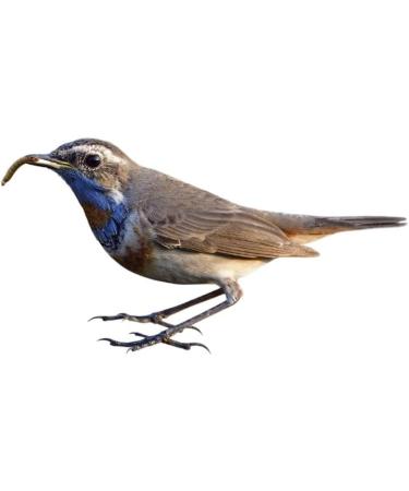 ENTAVA Fresh Insect Puree 400g Can - 100% Mealworms for Hedgehogs Birds Reptiles & More | Premium Pet Feed for All Pets - Buy Online on GoSupps.com