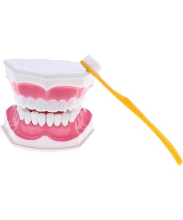 F Fityle 2X Magnification Model Teeth - Removable PVC for Dental Education | International Shipping Available - Buy Online on GoSupps.com