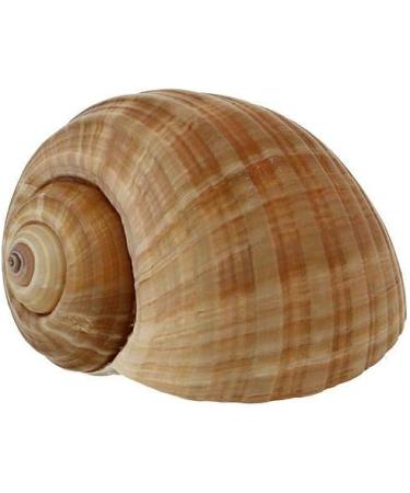 Sabarot - Burgundy snails 12 dozen 465 g - Buy Online on GoSupps.com