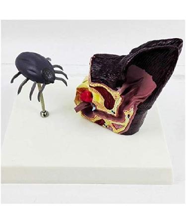 Eanin Ear Model Educational Model Pathological Dog Ear Organ Model Anine Ear with Bring Dog Flea Animal Organ Model Medical Teaching Model - Buy Online on GoSupps.com
