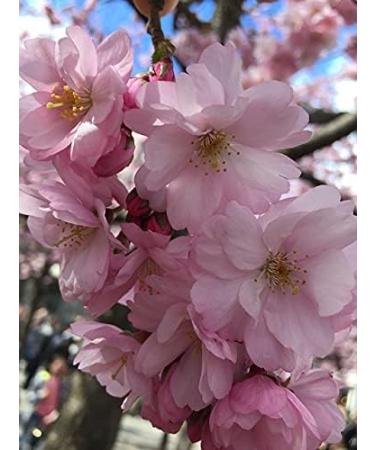 Small Moments Sauna Infusion Concentrate - Japanese Cherry Blossom 500ml | PET Bottle with Drip Closure & Child Lock - Premium Aromatherapy - Buy Online on GoSupps.com