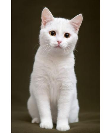 Think Outside the Gift Toothpaste for Cats Bundle which Contains Virbac Enzymatic Toothpaste For Cats Yummy Fish Flavour! 43G - Pack of 2 with Grocery List Card - Buy Online on GoSupps.com