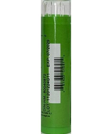 Solidago 30CH Homeopathy Medicine Schmidt-Nagel Canada (Homeodel) 90 pellets/granules - Buy Online on GoSupps.com