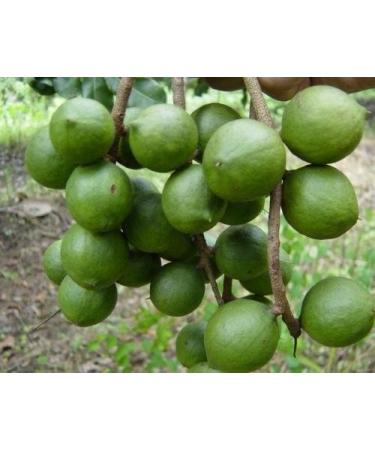 4 Pound (1816 grams) Stir-fried nut Macadamia ternifolia F. Muell Grade A from China. - Buy Online on GoSupps.com