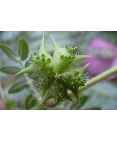 Organic Terrestris/Gokhru Powder - Ayurvedic Herb, UK Organic Certified 300g (Pack of 1) - Buy Online on GoSupps.com