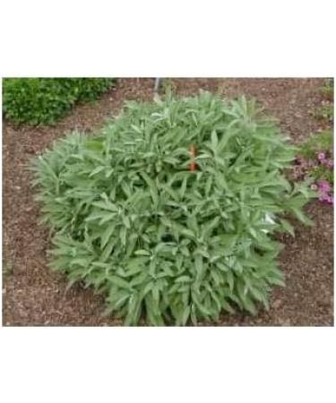 Sage officinale 250g POWDER Salvia officinalis - Buy Online on GoSupps.com