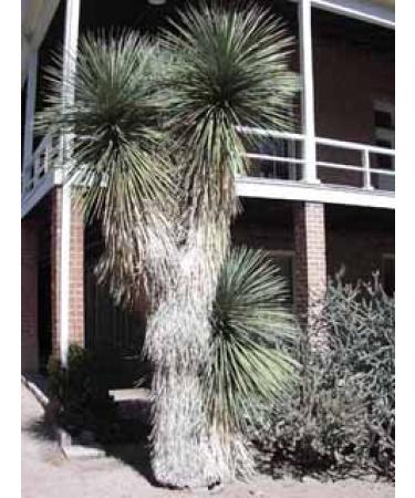 Yucca elata 10 seeds Soaptree Yucca