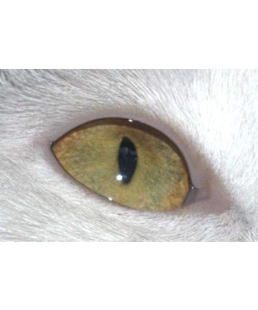 4ml Cat Eye UV Gel - Silver Gray & White | Premium Cat Eye Color Gel for Nail Art - Buy Online on GoSupps.com