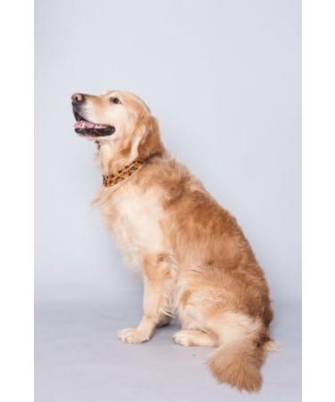 Ilikeamber.com: 100% Baltic Amber Bank Chain Dog & Cat Tick Protection Collar - Stylish & Effective - Buy Online on GoSupps.com