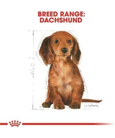 Royal Canin Dachshund Puppy Food 1.5kg (Pack of 3) - Buy Online on GoSupps.com