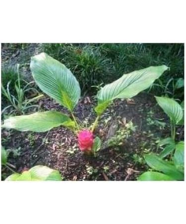 Turmeric rhizome 1kg POWDER Turmeric longa - Buy Online on GoSupps.com
