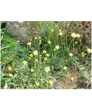 Pilosella plant 1 kg Powder Hieracium pilosella - Buy Online on GoSupps.com
