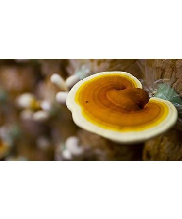 Indigo Herbs Reishi Mushroom Powder (Ganoderma lucidum) 100g - Buy Online on GoSupps.com