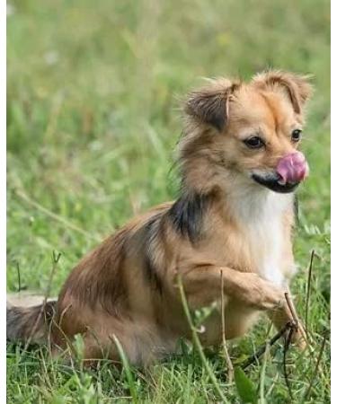 Crystalina Daily Premium Adult Dog Food with Turkey and Chicken | Canned Dog Food | High Meat Content up to 87% | Wheat Free | 3 Pack (3 x 850 g) - Buy Online on GoSupps.com