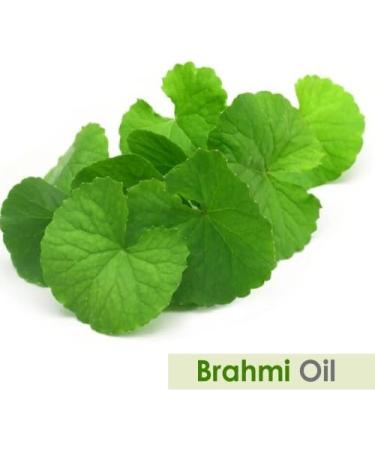 Calamus Oil (Acorus Calamus) - 100% Pure Therapeutic Essential Oil - Salvia Amber Bottle - 100ML Aromatherapy - Cold Pressed Uncut Undiluted - Buy Online on GoSupps.com