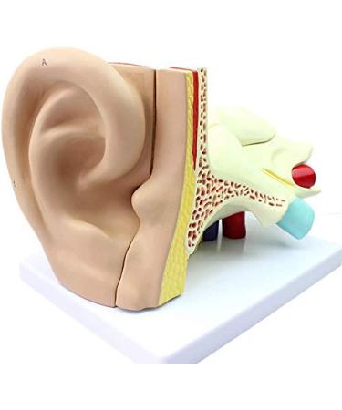Human Body Human Ear Model Structure of OTO Rhino External Ear Middle Ear Ear Internal Auditory System Anatomy Teaching Accessories
