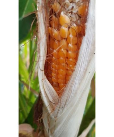 GANDIN BARBED CORN