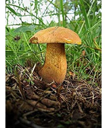Germinazione I Semi: 15 g Fresco luridi porcino Boletus Cep Porcini micelio di Fungo Spawn Semi Spore