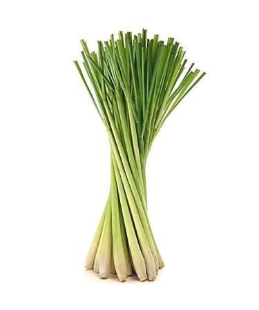 Splendor Lemongrass Poppy Seed Soap - Natural Exfoliating Coconut Oil Bar | Handmade Vegan Essential Oil Soap from USA - Buy Online on GoSupps.com