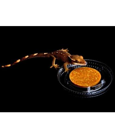 NewCal Feeding Lids (50 Pack)