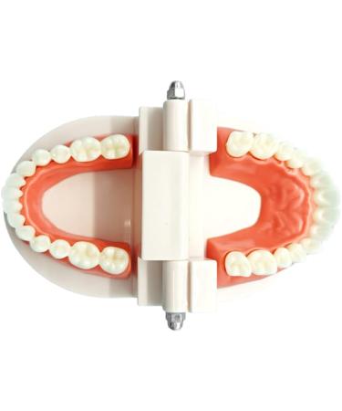 Standard Teeth Model Typodont - Ideal for Demonstration & Teaching | Children's Learning Tool - Buy Online on GoSupps.com
