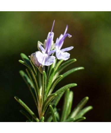 Stevia rebaudiana - Stevia - Sugar Leaf - Spg - Semi