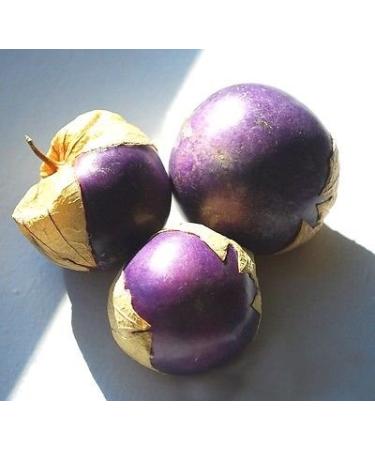 Viola Tomatillo Physalis Ixocarpa Salsa insalata di Verdure 100 semi