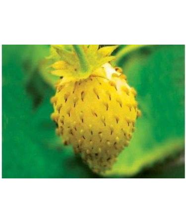 Portal Cool Golden Strawberry dessert perpetual yellow seeds Ukrainian Strawberry 004 G - Buy Online on GoSupps.com