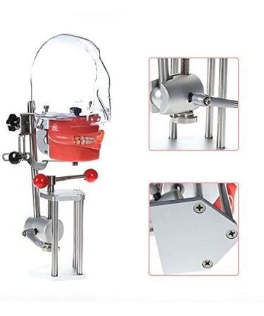 Dental Teaching Simulator Manikin Phantom Head Model Plastic Educational Teeth Model Fix on (Table Type) - Buy Online on GoSupps.com