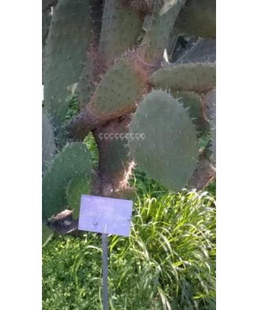 10 semi di "Opuntia Amyclaea"