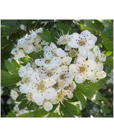 Windendorn Hawthorn Capsules - Pure Cardiovascular Support with Hawthorn Berries Leaves & Flowers - 180 Additive-Free Capsules - Buy Online on GoSupps.com