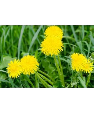 Dandelion leaf tea bitterwort blow-ball cankerwort clockflower Irish daisy lion's tooth piss-in-bed pissinlit priest's crown 70g - Buy Online on GoSupps.com