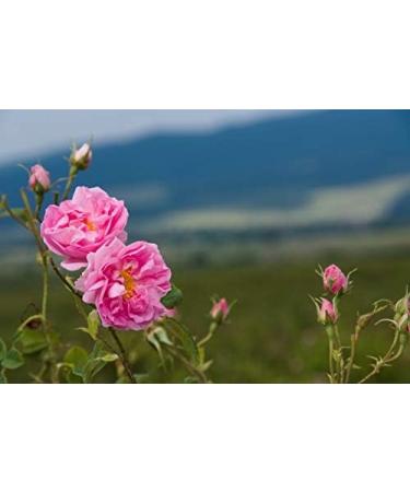 Bulgarian Rose Aqua active face cream Rose For Men - Buy Online on GoSupps.com